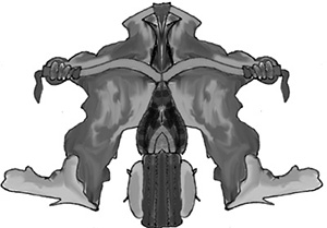 Rorschach_planche_4_revue 300