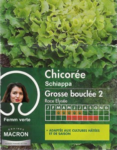 chicoree-schiappa-small