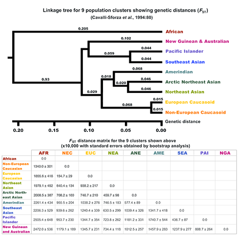 parente_genetique_des_races_humaines-small